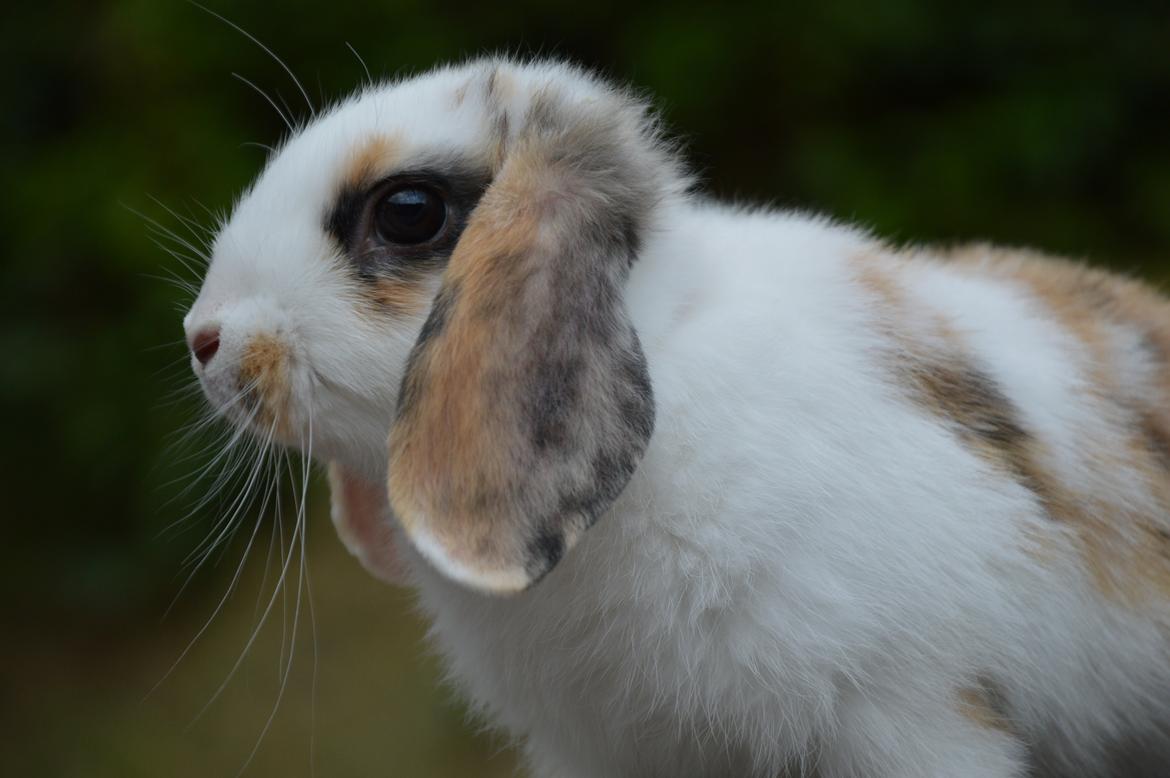 Kanin Pletvangs W for Wendetta billede 29