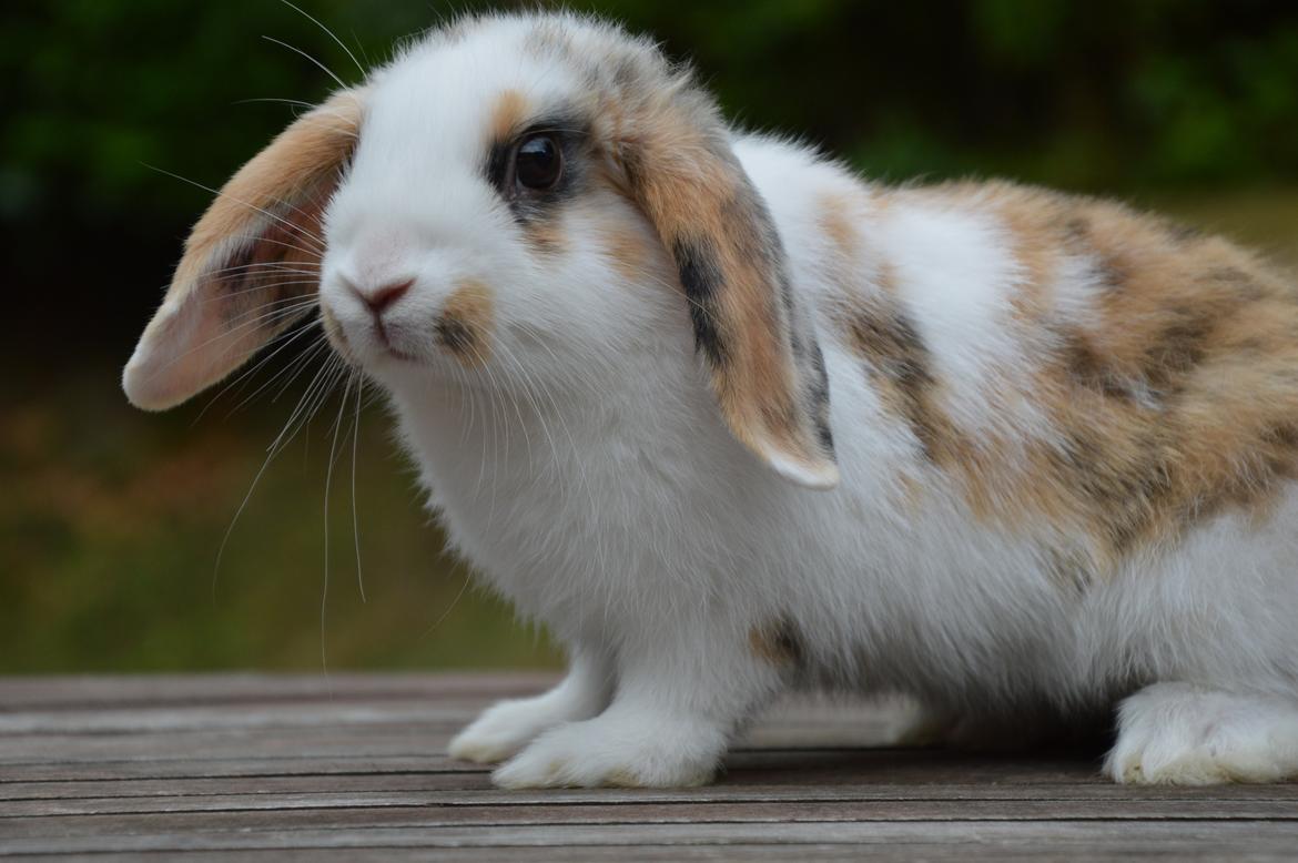 Kanin Pletvangs W for Wendetta billede 39