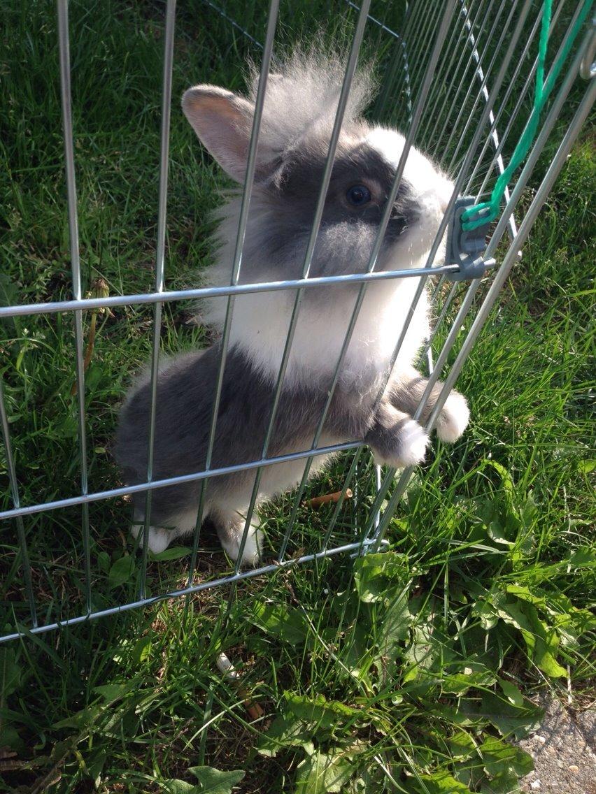 Kanin Jumper / Homer billede 2