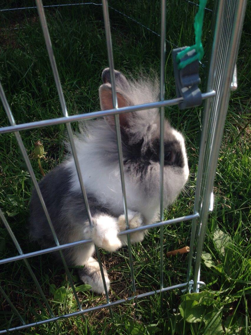 Kanin Jumper / Homer billede 1