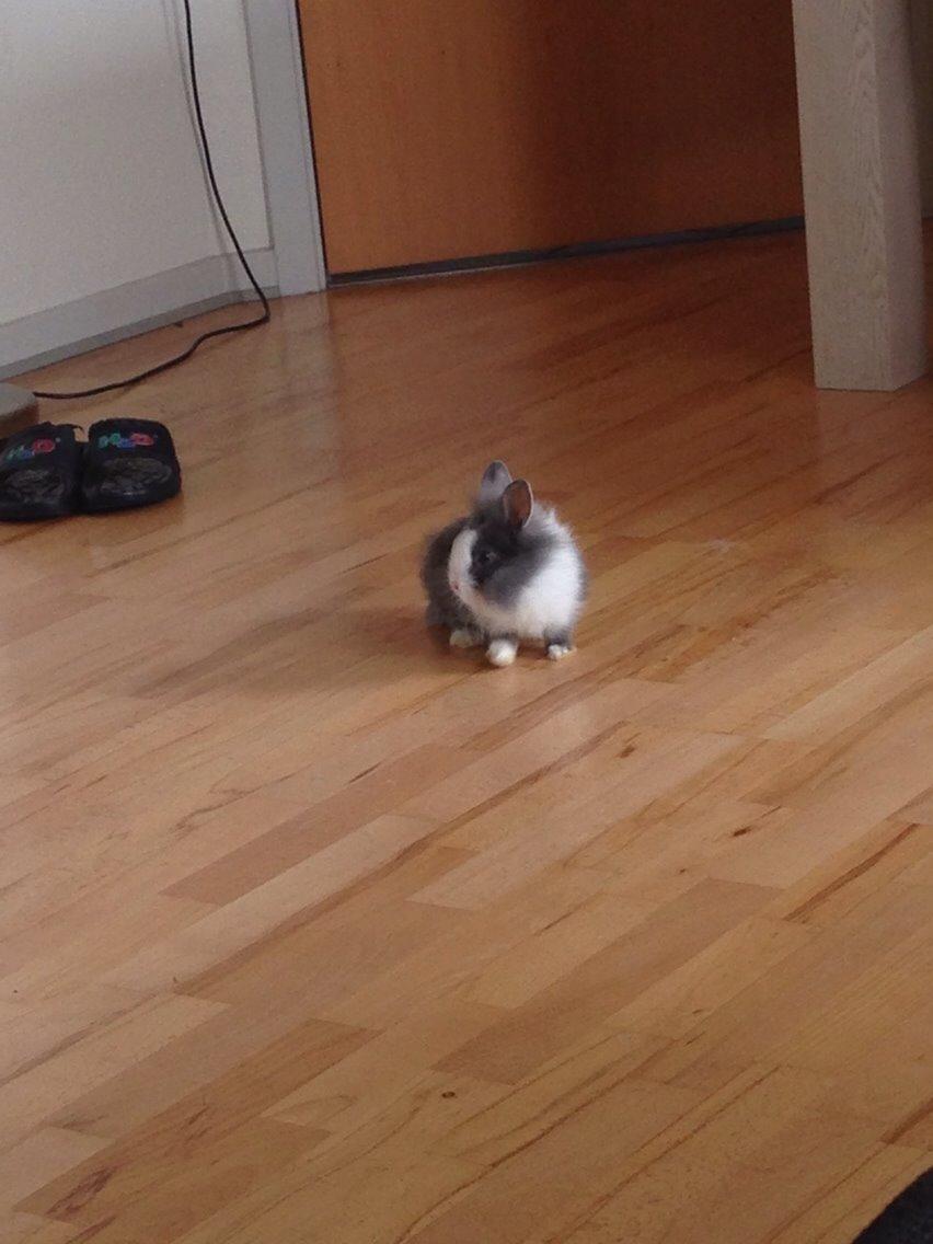 Kanin Jumper / Homer billede 3