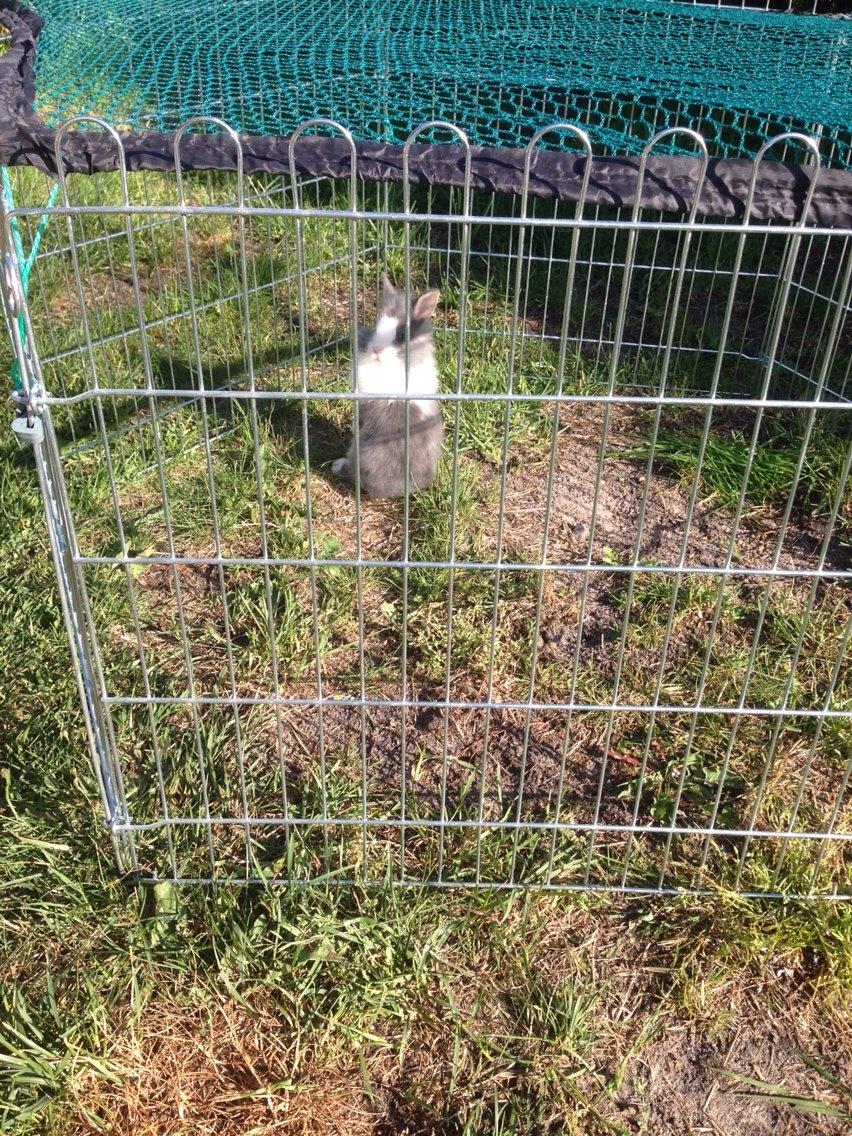 Kanin Jumper / Homer billede 4