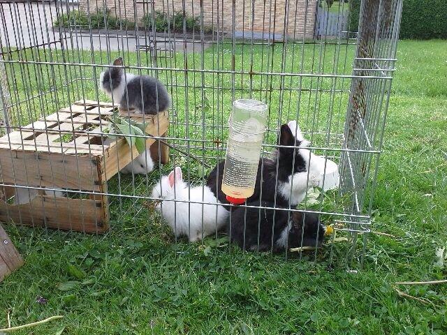 Kanin Jumper / Homer billede 6