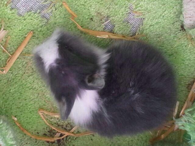 Kanin Jumper / Homer billede 7