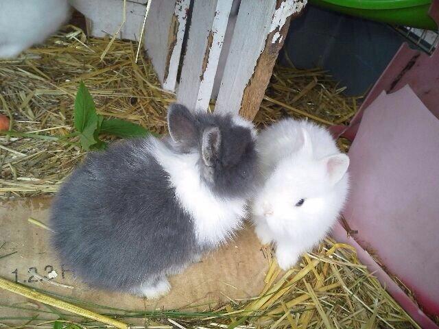 Kanin Jumper / Homer billede 8