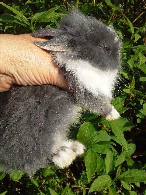 Kanin Jumper / Homer billede 9