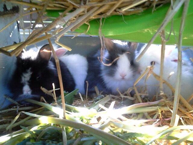 Kanin Jumper / Homer billede 10