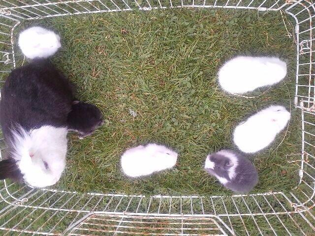 Kanin Jumper / Homer billede 11