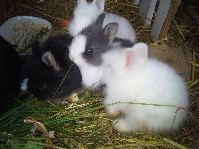 Kanin Jumper / Homer billede 12