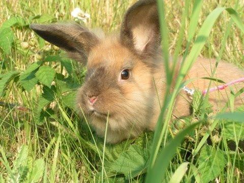 Kanin Princess Consuela Bananahammock billede 7