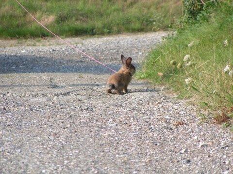 Kanin Princess Consuela Bananahammock billede 8