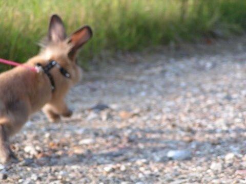 Kanin Princess Consuela Bananahammock billede 9