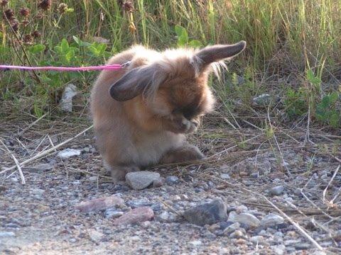 Kanin Princess Consuela Bananahammock billede 10