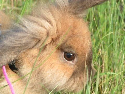 Kanin Princess Consuela Bananahammock billede 11