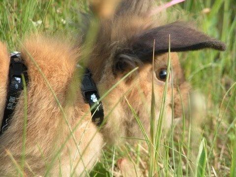 Kanin Princess Consuela Bananahammock billede 12