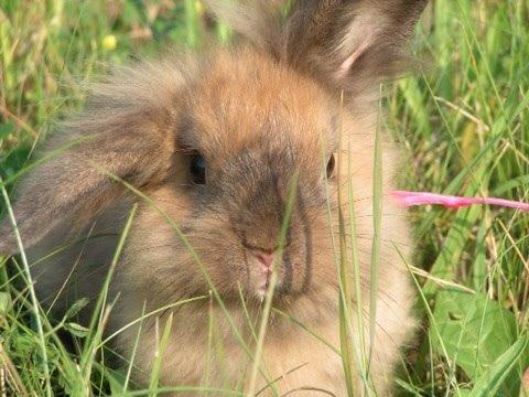 Kanin Princess Consuela Bananahammock billede 13