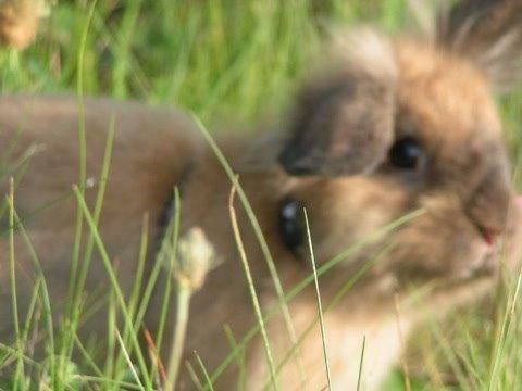 Kanin Princess Consuela Bananahammock billede 15