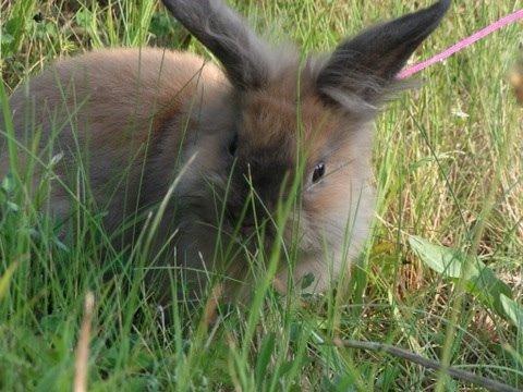 Kanin Princess Consuela Bananahammock billede 14