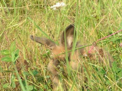 Kanin Princess Consuela Bananahammock billede 16