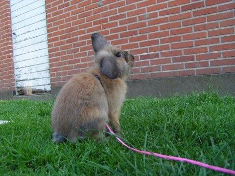 Kanin Princess Consuela Bananahammock billede 17