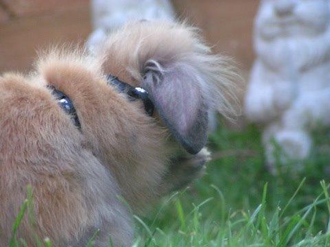 Kanin Princess Consuela Bananahammock billede 18