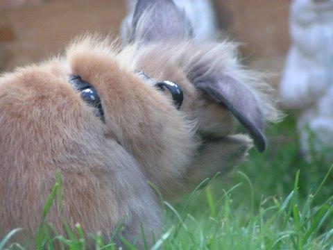 Kanin Princess Consuela Bananahammock billede 20