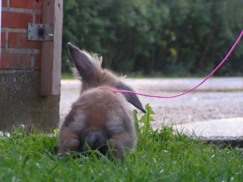 Kanin Princess Consuela Bananahammock billede 19