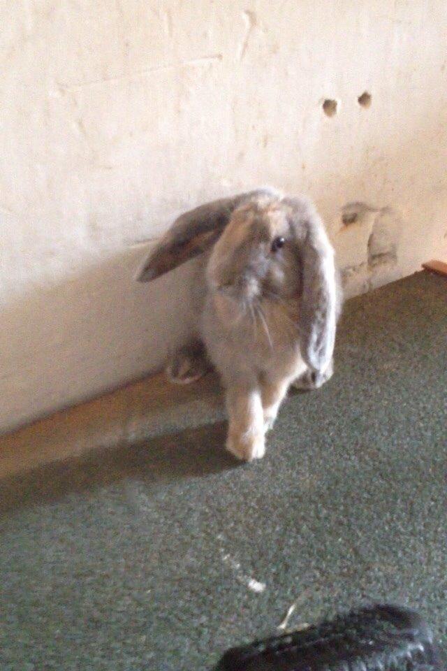 Kanin | Maboha's Mount Puncak Trikora billede 8