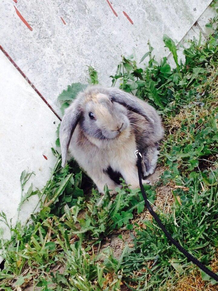 Kanin | Maboha's Mount Puncak Trikora billede 11