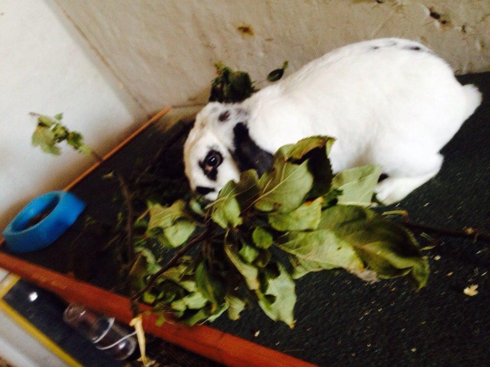 Kanin Stampe<3 billede 5