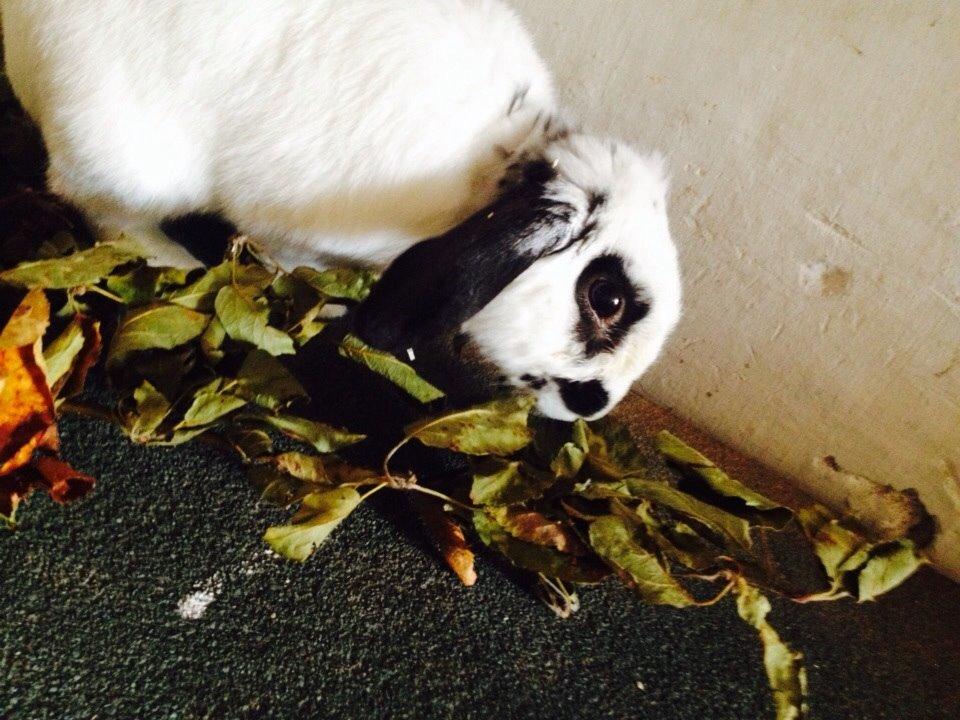 Kanin Stampe<3 billede 6