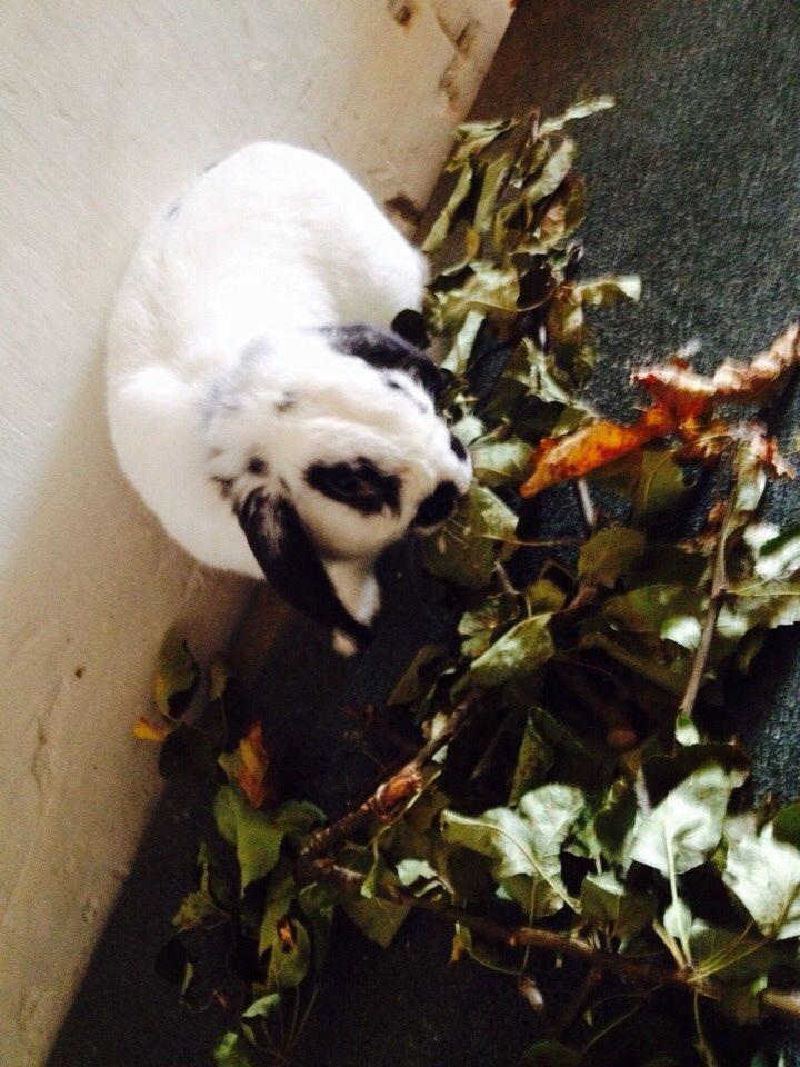 Kanin Stampe<3 billede 9