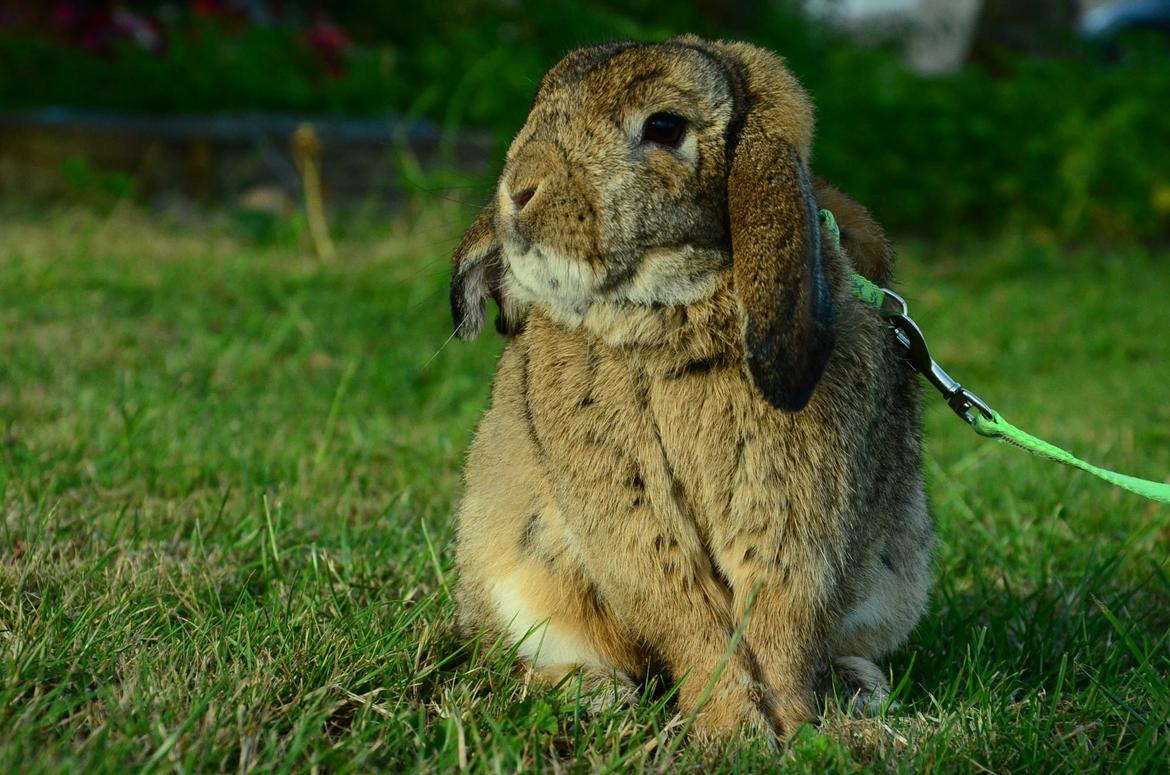 Kanin Hannibal billede 1