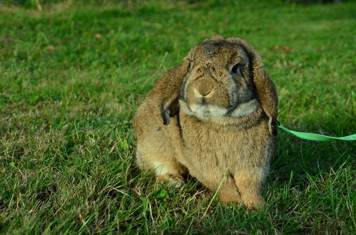 Kanin Hannibal billede 2