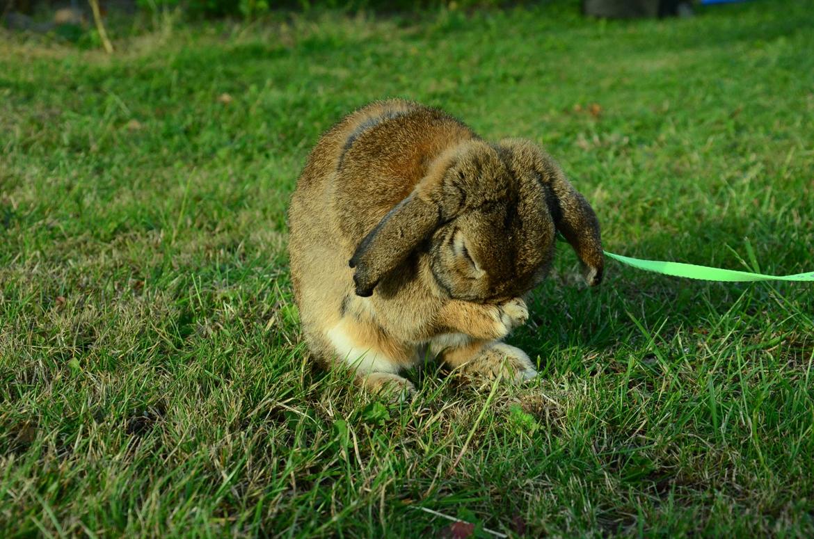 Kanin Hannibal billede 3