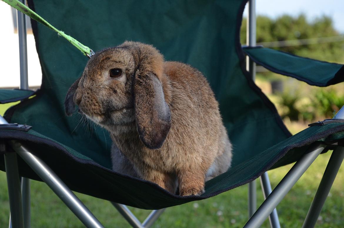 Kanin Hannibal billede 4