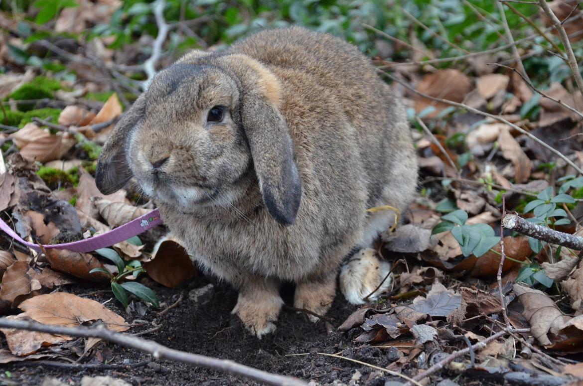 Kanin Hannibal billede 5