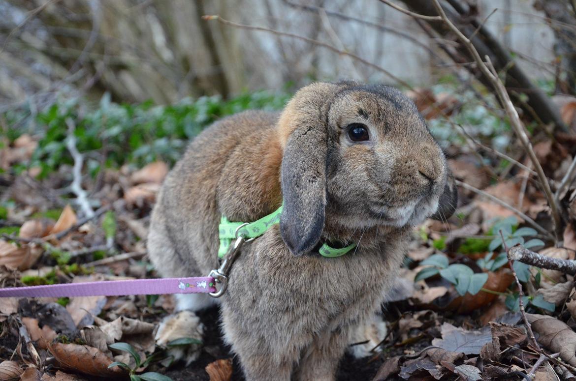 Kanin Hannibal billede 6