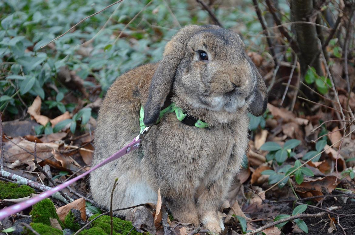 Kanin Hannibal billede 8