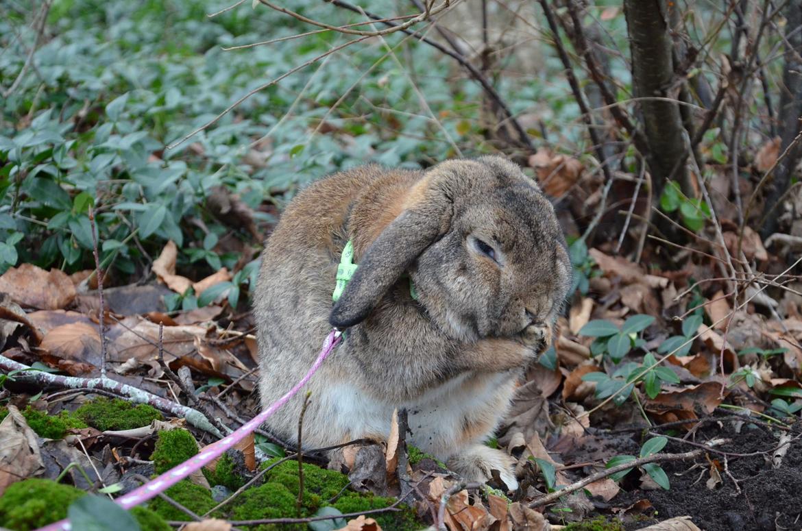 Kanin Hannibal billede 7