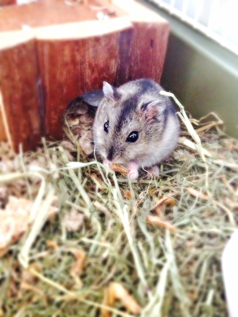 Dværghamster Amilla billede 1