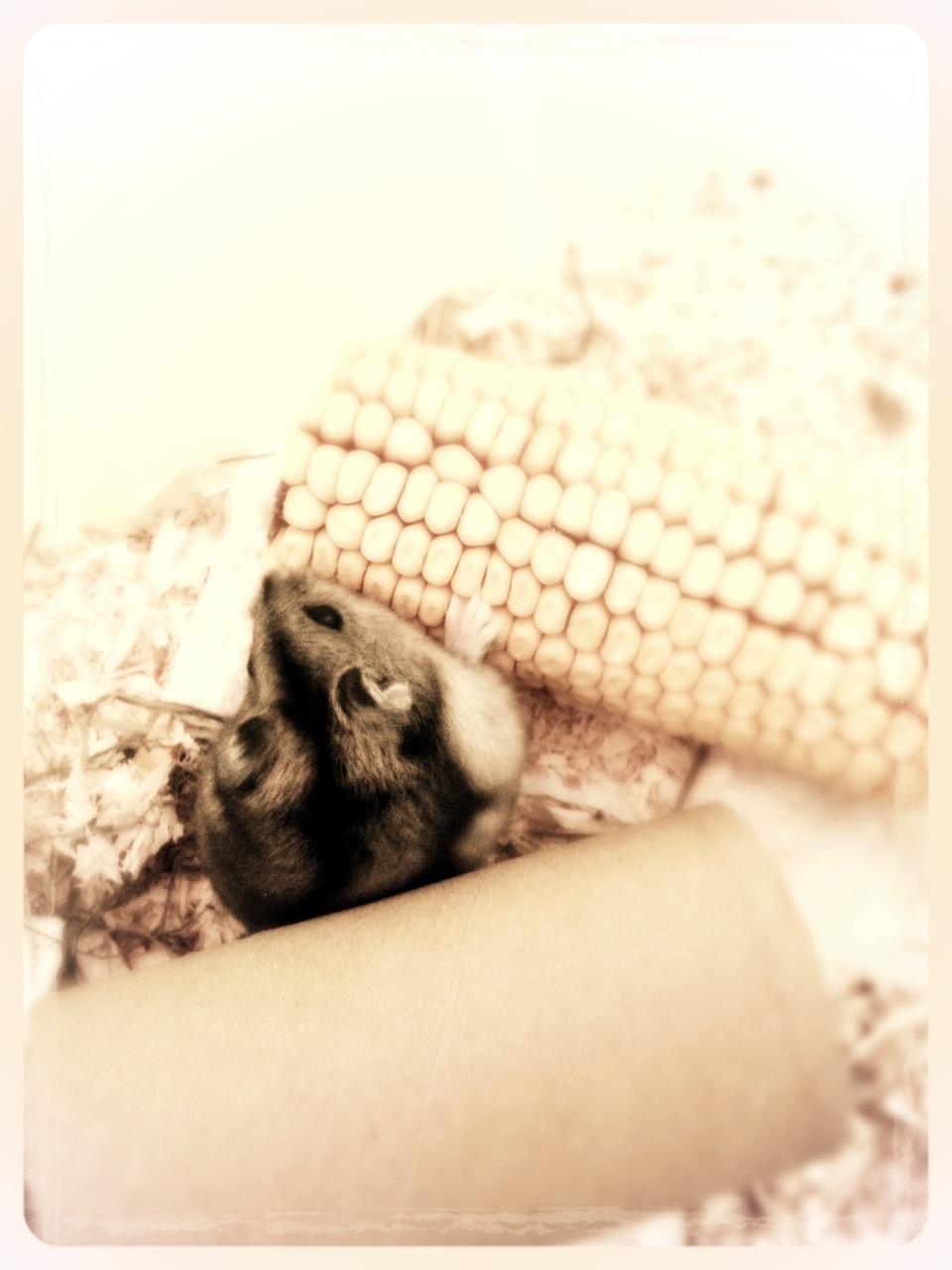 Dværghamster Amilla billede 2