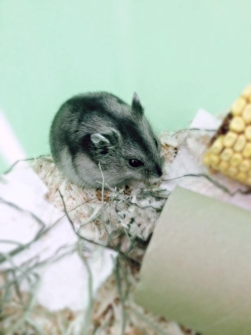 Dværghamster Amilla billede 3