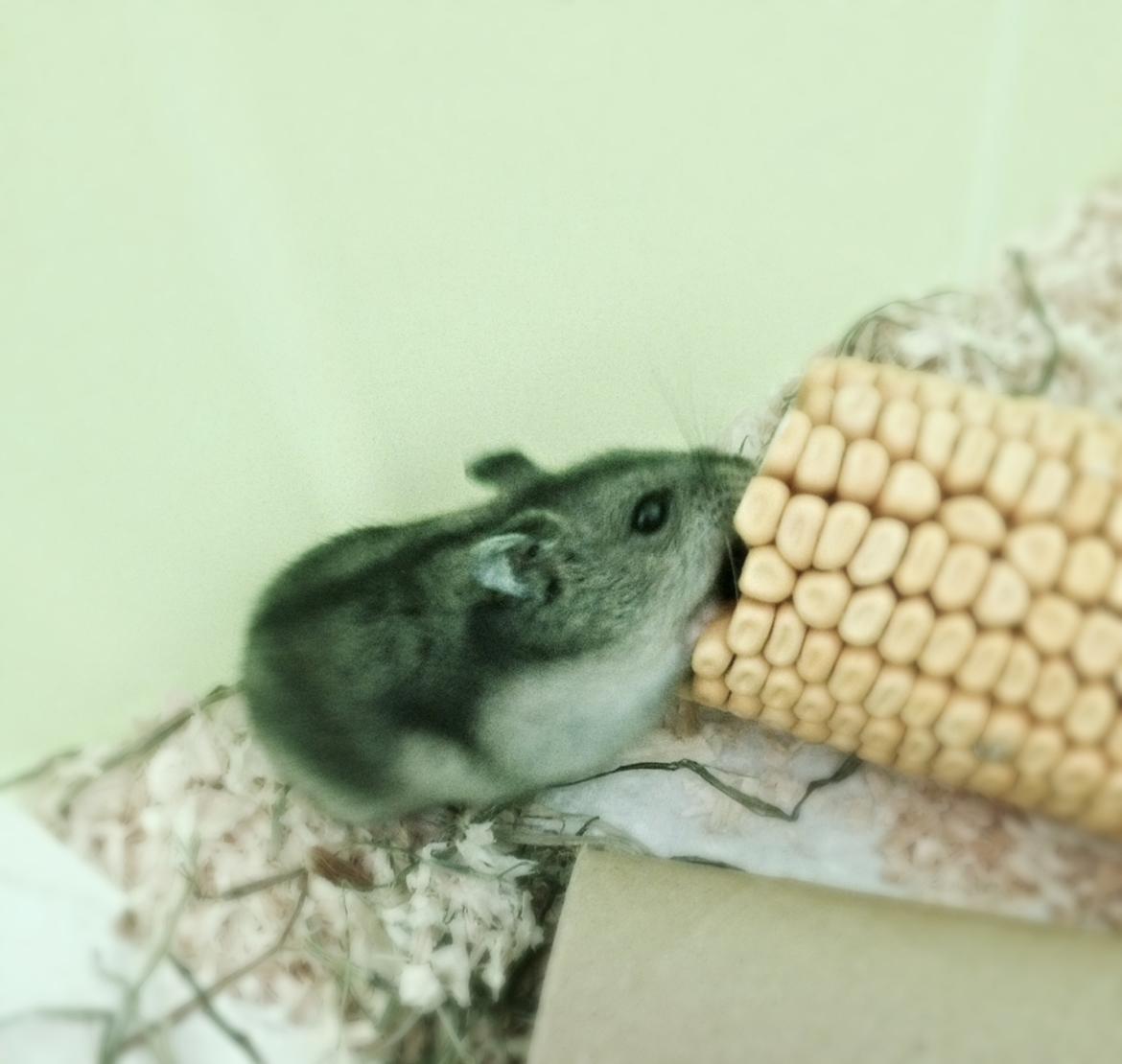 Dværghamster Amilla billede 4