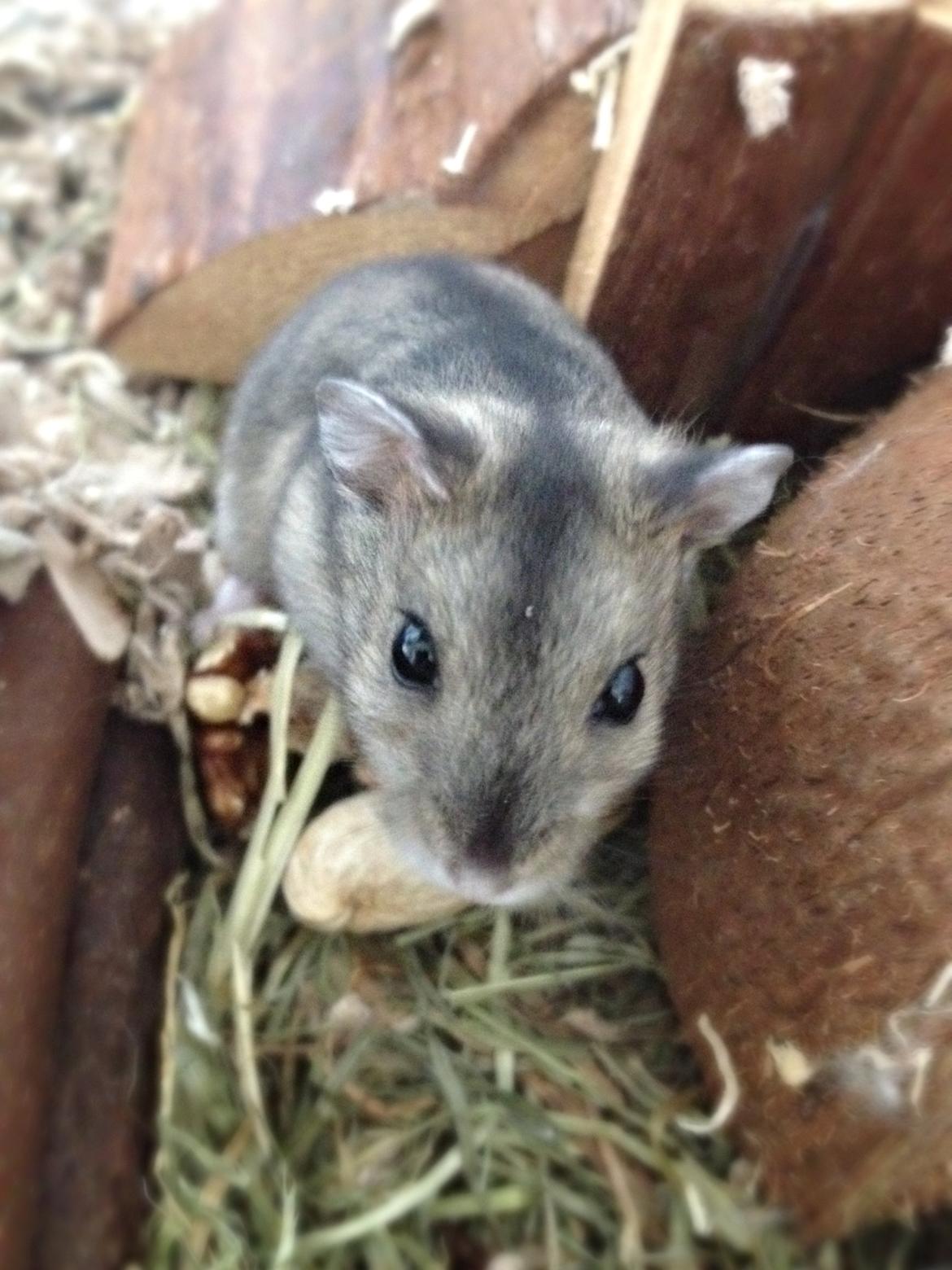 Dværghamster Amilla billede 5