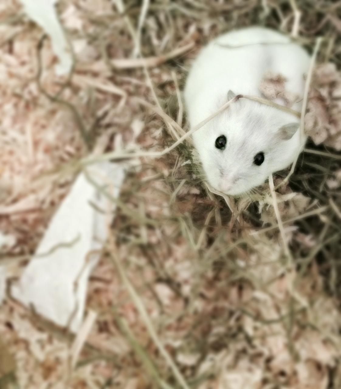 Dværghamster Coco billede 1