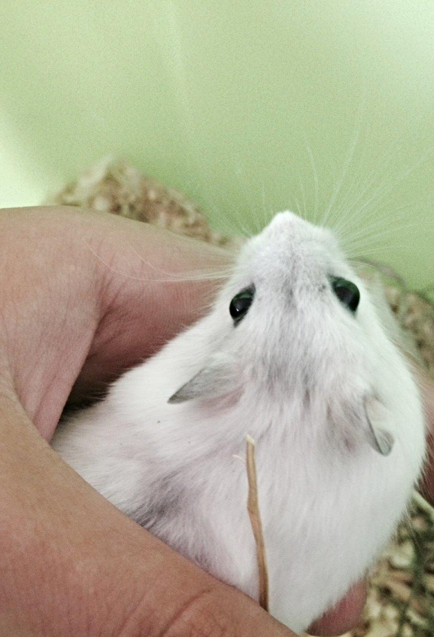 Dværghamster Coco billede 2