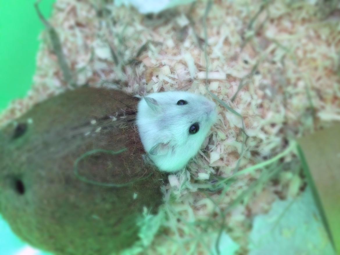 Dværghamster Coco billede 3