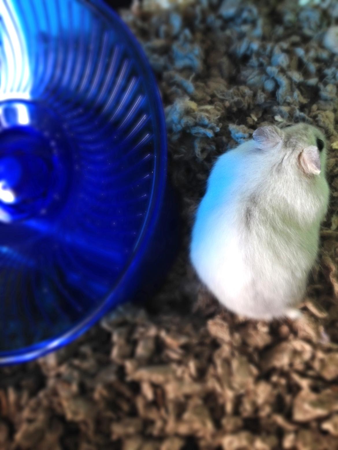 Dværghamster Coco billede 4