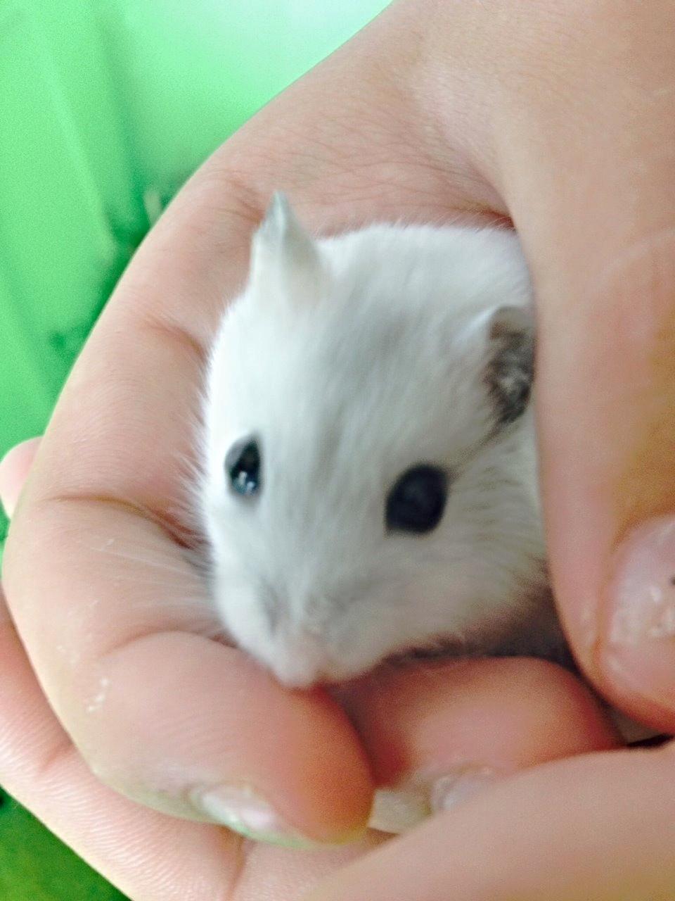 Dværghamster Coco billede 5